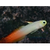 Nemateleotris magnifica 5-7 cm