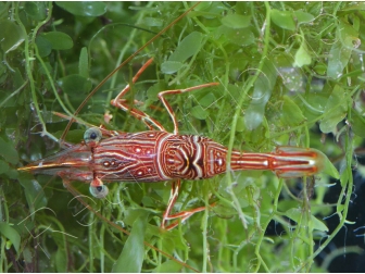 Rhynchocinetes durbanensis 3-5 cm