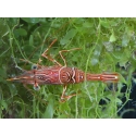 Rhynchocinetes durbanensis 3-5 cm