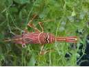 Rhynchocinetes durbanensis 3-5 cm