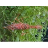 Rhynchocinetes durbanensis 3-5 cm