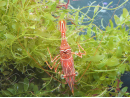 Rhynchocinetes durbanensis 3-5 cm