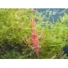 Rhynchocinetes durbanensis 3-5 cm