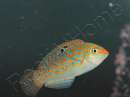 Halichoeres timorenis WYSIWYG