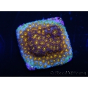 WYSIWYG RAH Leptastrea Burning Amber 3B4