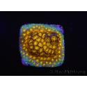 WYSIWYG RAH Leptastrea Burning Amber 3B4