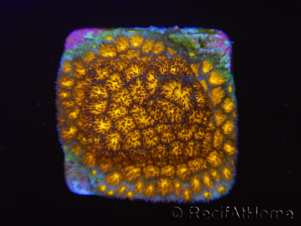 WYSIWYG RAH Leptastrea Burning Amber 3B3