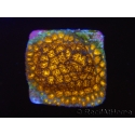 WYSIWYG RAH Leptastrea Burning Amber 3B3