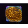 WYSIWYG RAH Leptastrea Burning Amber 3B3