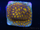 WYSIWYG RAH Leptastrea Burning Amber 3B3