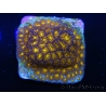 WYSIWYG RAH Leptastrea Burning Amber 3B3