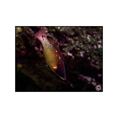 Bodianus diana