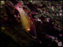 Bodianus diana