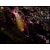 Bodianus diana