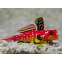 Synchiropus sycorax 2-4 cm