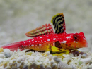 Synchiropus sycorax 2-4 cm