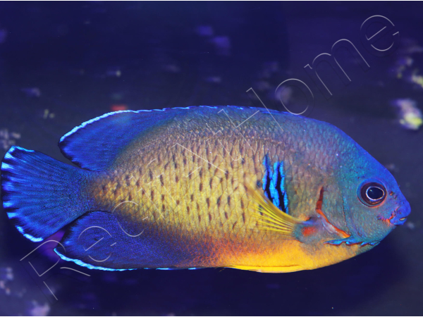 Centropyge bispinosa Abérant WYSIWYG2  5-7 cm