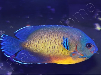 Centropyge bispinosa Abérant WYSIWYG2  5-7 cm