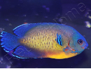 Centropyge bispinosa Abérant WYSIWYG2  5-7 cm