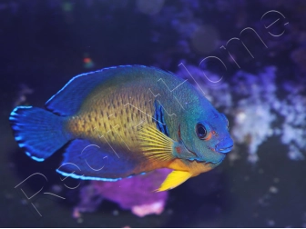Centropyge bispinosa Abérant WYSIWYG2  5-7 cm