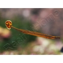 Doryramphus excisus 2-4 cm
