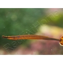Doryramphus excisus 2-4 cm
