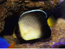 WYSIWYG Apolemichthys xanthurus 4-6 cm