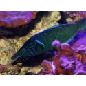 WYSIWYG Gomphosus varius mâle 10-15 cm