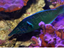 WYSIWYG Gomphosus varius mâle 10-15 cm