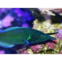 WYSIWYG Gomphosus varius mâle 10-15 cm
