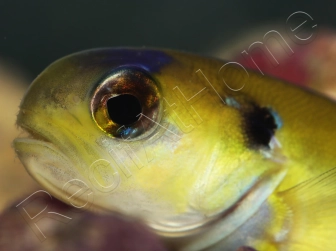 Hoplolatilus luteus