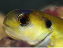 Hoplolatilus luteus