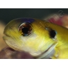 Hoplolatilus luteus