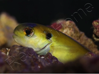 Hoplolatilus luteus