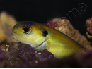 Hoplolatilus luteus