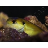 Hoplolatilus luteus