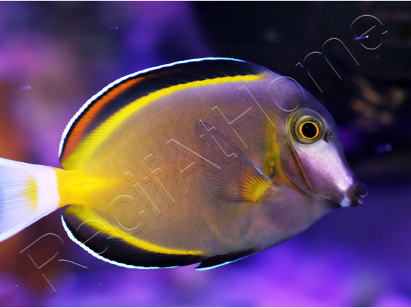 WYSIWYG Acanthurus japonicus 5-7 cm