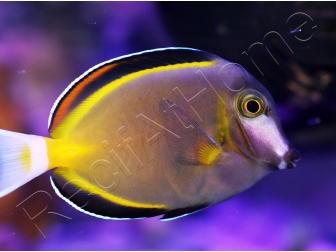 WYSIWYG Acanthurus japonicus 5-7 cm