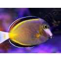 WYSIWYG Acanthurus japonicus 5-7 cm