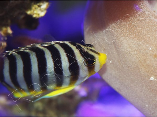 WYSIWYG Paracentropyge multifasciata