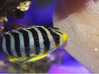 WYSIWYG Paracentropyge multifasciata