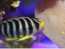WYSIWYG Paracentropyge multifasciata