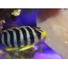 WYSIWYG Paracentropyge multifasciata