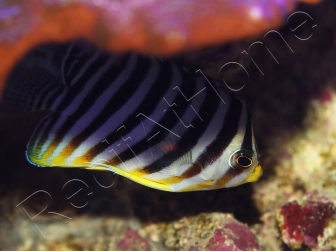 WYSIWYG Paracentropyge multifasciata