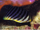 WYSIWYG Paracentropyge multifasciata