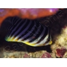 WYSIWYG Paracentropyge multifasciata