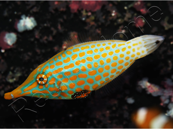 WYSIWYG Oxymonacanthus longirostris