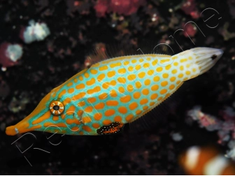 WYSIWYG Oxymonacanthus longirostris