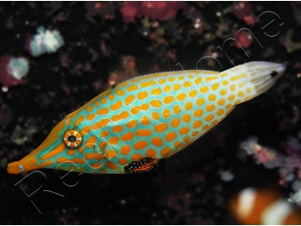 WYSIWYG Oxymonacanthus longirostris