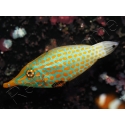 WYSIWYG Oxymonacanthus longirostris